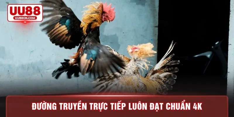 Đường truyền trực tiếp luôn đạt chuẩn 4K